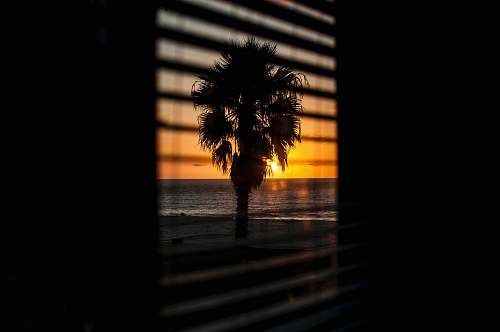 palm tree window with the view of silhouette of palm tree during orange sunset tree